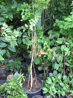 ต้นมธุลดา ดอกส้มแดง สูง 50-70 ซ.ม. / ต้น