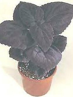 ฤาษีผสมใบดำ (ม่วงเข้ม) / 10 เม็ด (UK)