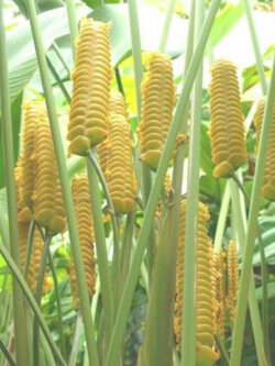 คล้าตะขาบทอง (Yellow Rattleshaker) / 5 เม็ด (Portugal)