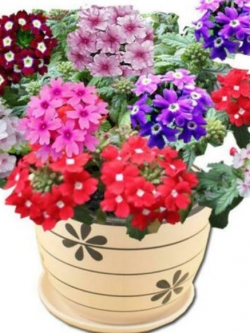 ซากูระบอนไซ (Sakura) คละสี / 25 เม็ด (China)