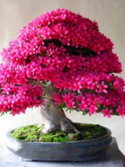 กุหลาบพันปีบอนไซ (Bonsai Azalea) สีชมพู / 25 เม็ด