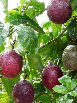 เสาวรส (Passion fruit) / 20 เม็ด (นอก)