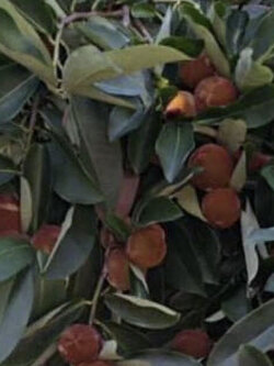 มะริด เวียดนาม สีแดง / เม็ด