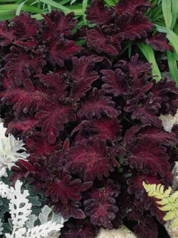 ฤาษีผสม แบล๊ค ดราก้อน หรือมังกรดำ (Black Dragon Coleus) / 100 เม็ด (China)