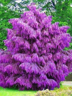 สนปีนัส/ไพนัส สีม่วง หรือสนม่วง (Purple Pinus) / 5 เม็ด (UK)