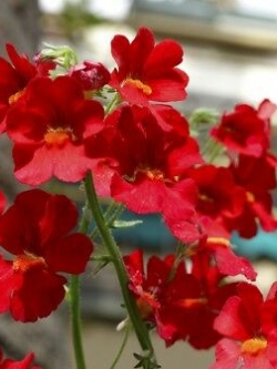 เนมีเซีย (Nemesia Spicy Real Red) สีแดงสด / 1,300 เม็ด (UK)