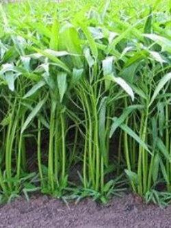 ผักบุ้งจีน ไผ่มรกต (Chinese Morning Glory) / 400 เม็ด