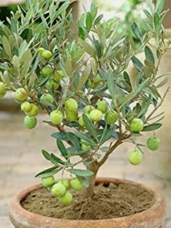 มะกอกโอลีฟ บอนไซ (Olive Oil Bonsai / Olea europaea) / 5 เม็ด (Spain)*