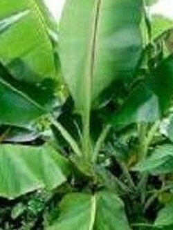 กล้วยหิมาลัย (Himalayan Banana) / 5 เม็ด (France)