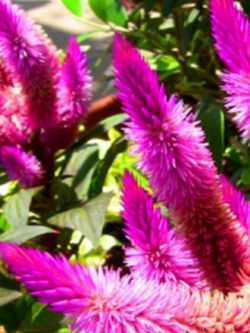 หงอนไก่ ฟลามิงโก้ (Flamingo Cockscomb) / 100 เม็ด