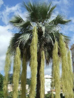 ปาล์มเม็กซิกันบลู (Mexican Blue Palm) / 2 เม็ด (Portugal)