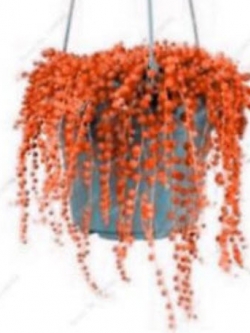 เพิร์ล คลอโรฟีทัม (Pearl Chlorophytum) สีส้ม / 50 เม็ด