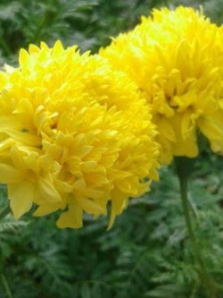 ดาวเรือง สีเหลือง ดอกใหญ่ / 100 เม็ด (P2S)