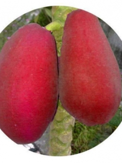 มะละกอแดง (Red Papaya) / 25 เม็ด (Vietnam)