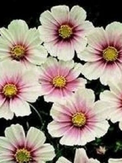 ดาวกระจาย (Cosmos - Daydream) / 25 เม็ด (UK)