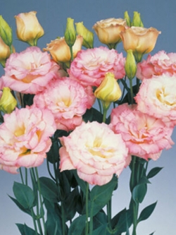 ไลซิแอนธัส (Lisianthus - Pink Champagne) / 150 เม็ด
