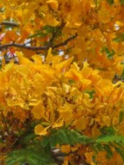 หางนกยูงฝรั่ง ดอกสีทอง หรือเหลืองทอง / 5 เม็ด (P2S)