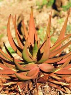 ว่านหางจระเข้ (Gariep River Aloe) สีส้ม / 10 เม็ด (Portugal)*