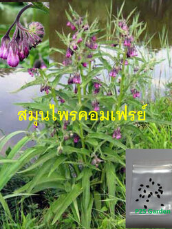 True Comfrey / Common Comfrey พันธุ์ใบเรียวยาว / 20 เม็ด (USA)