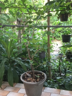 ต้นเชอรี่สเปน หรือมะยมแดง (Surinam cherry) ขนาดใหญ่