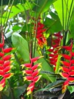 เฮลิโคเนีย โรสตราต้า (Heliconia Rostrata) สีแดง ขอบเหลือง-เขียว / 5 เม็ด (Israel)