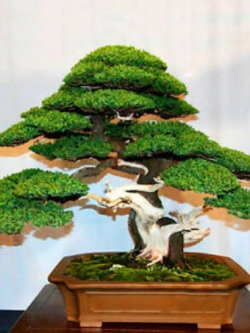 สนขาวญี่ปุ่น (Japanese White Pine) / 20 เม็ด