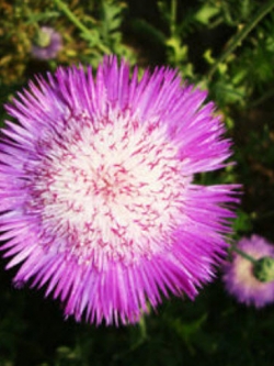 คอร์นฟลาวเวอร์ (Cornflower / Centaurea) สีชมพู / ซอง 40 เม็ด (A081)