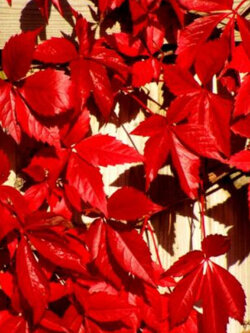 เวอร์จิเนีย ครีพเปอร์ (Virginia Creeper) / 25 เม็ด (UK)