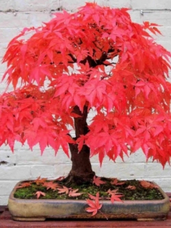 เมเปิ้ลญี่ปุ่น (Japanese Maple) สีแดง / 30 เม็ด