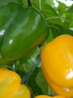 พริกหวาน สีเหลือง / 20 เม็ด (Ukraine)