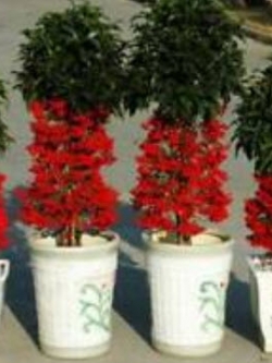 จ้าเครือ หรือตับปลา (Ardisia Crenata) / ซอง 10 เม็ด (A148)