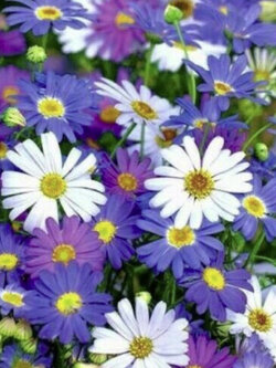 เดซี่ สวอน ริเวอร์ (Swan River Daisy) คละ / 5,000 เม็ด (UK)*