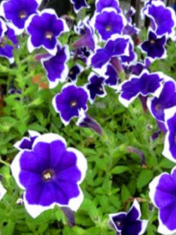 พิทูเนียน้ำเงิน (Petunia Multiflora Picotee Blue) / 400 เม็ด (UK)