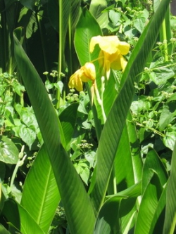พุทธรักษา (Canna) สีเหลือง / 10 เม็ด (ไทย)