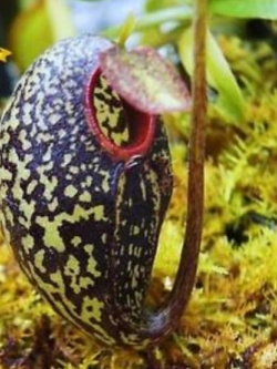 หม้อข้าวฯ ดำ (Nepenthes) / 100 เม็ด (Taiwan)