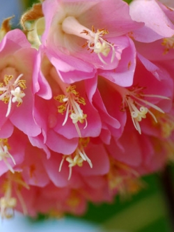 ต้นพุดตานออสเตรเลีย กระถาง สูง 80-100 ซ.ม. / ต้น (P2S)