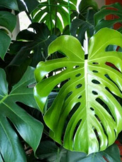 มอนสเตร่า ไจแอนท์ (Monstera Giant) / 50 เม็ด (USA)*