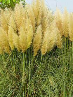 หญ้าภูเขา (Pampas grass) สีเหลือง / 500 เม็ด