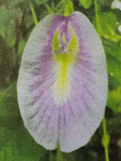 อัญชัน สีม่วงอ่อน ขอบขาว / 15 เม็ด