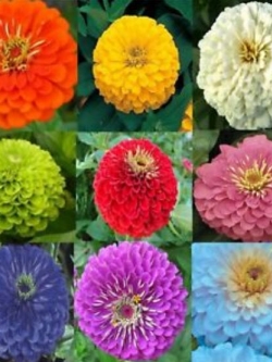 บานชื่น (Zinnia Elegant) คละสี / ชุดใหญ่ 8 สี(ซอง) (Ukraine)