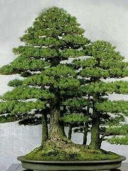 เรดวู๊ด บอนไซ (Dawn Redwood Bonsai) / 5 เม็ด (UK)*