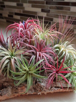 ทิลแลนด์เซีย (Tillandsia) คละ / 100 เม็ด