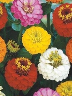 บานชื่น (Zinnia) คละสี / 300 เม็ด (นอก)