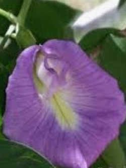 อัญชัน สีม่วงอ่อน / 10 เม็ด (P2S)