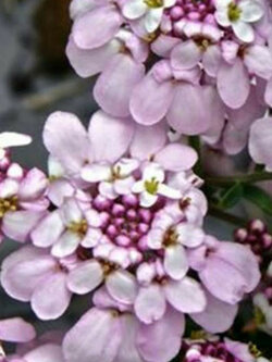 แคนดี้ทัฟท์ (Candytuft) สีชมพู / 100 เม็ด