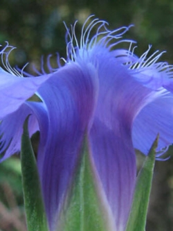 บลู เจนเทียน (Blue Gentian) / 10 เม็ด