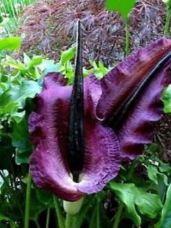 บุก Dragon Arum / Dragon Lily / 15 เม็ด (นอก)
