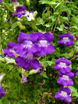 แก้วเจ้าจอม (Twining snapdragon / Asarina scandens) / 5 เม็ด (UK)