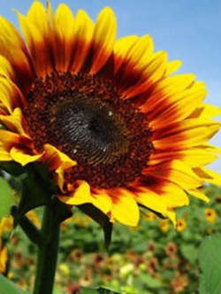 ทานตะวัน Day Light / ซอง 20 เม็ด (A141)