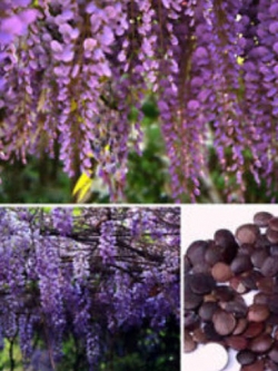 วิสทีเรีย (Wisteria) คละโทนสีม่วง / 10 เม็ด